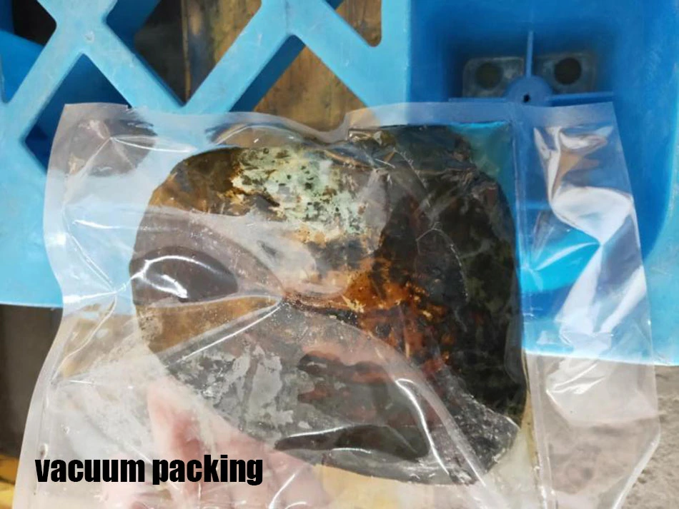 vacuum Packing High Quality Cultured Freshwater Multiple Beads Pearls Mussels, Pearl Oysters Big Monster Oysters